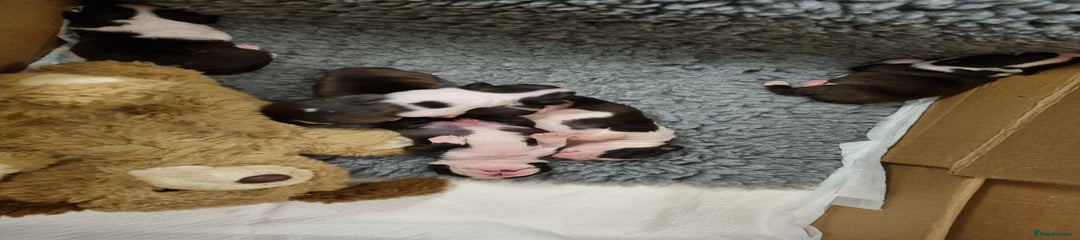 Boston Terrier Puppy 2