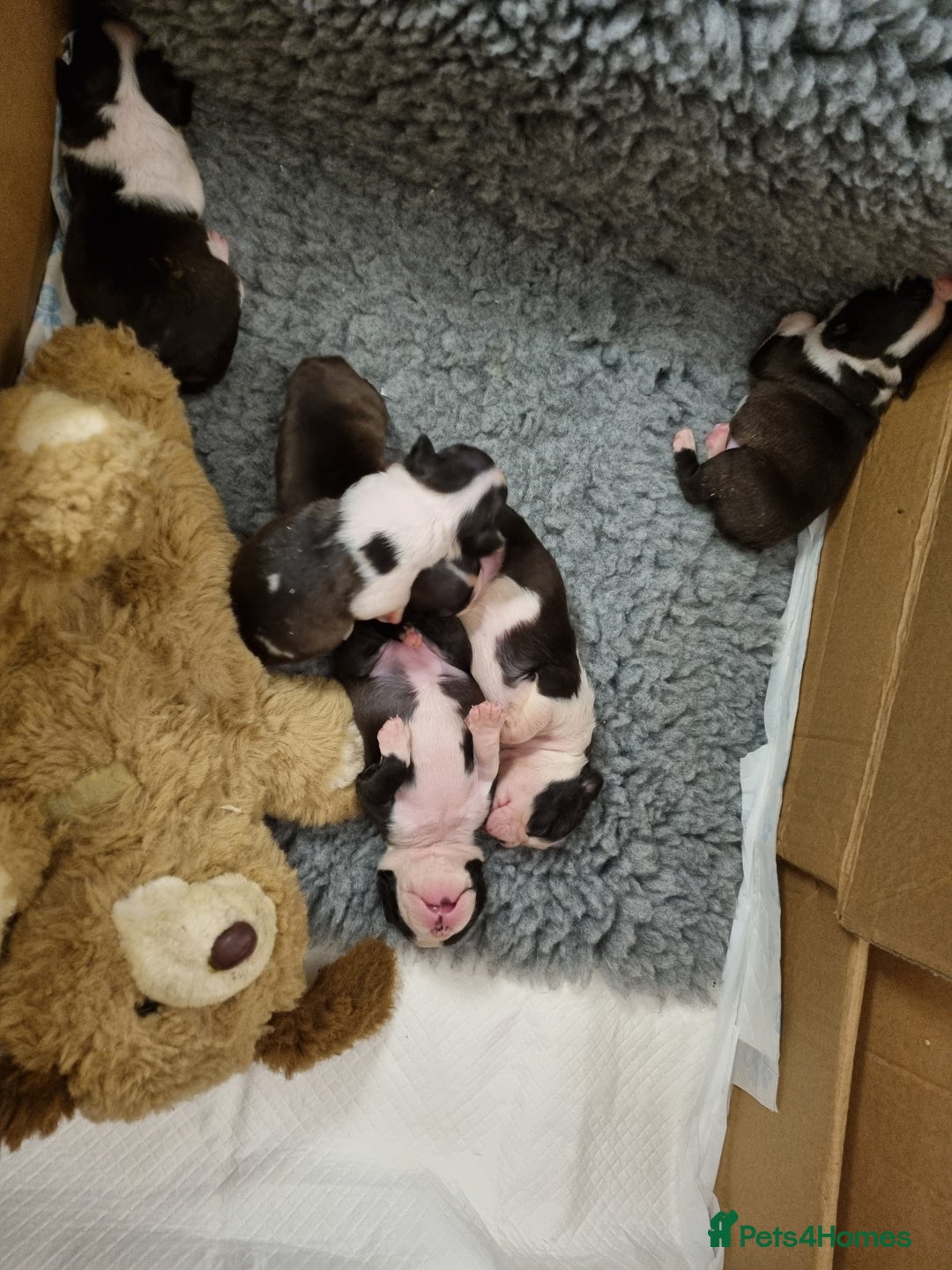 Boston Terrier dogs for sale: Boston Terrier Puppies  - Advert 4