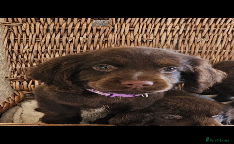 Cocker Spaniel dogs - Advert 12