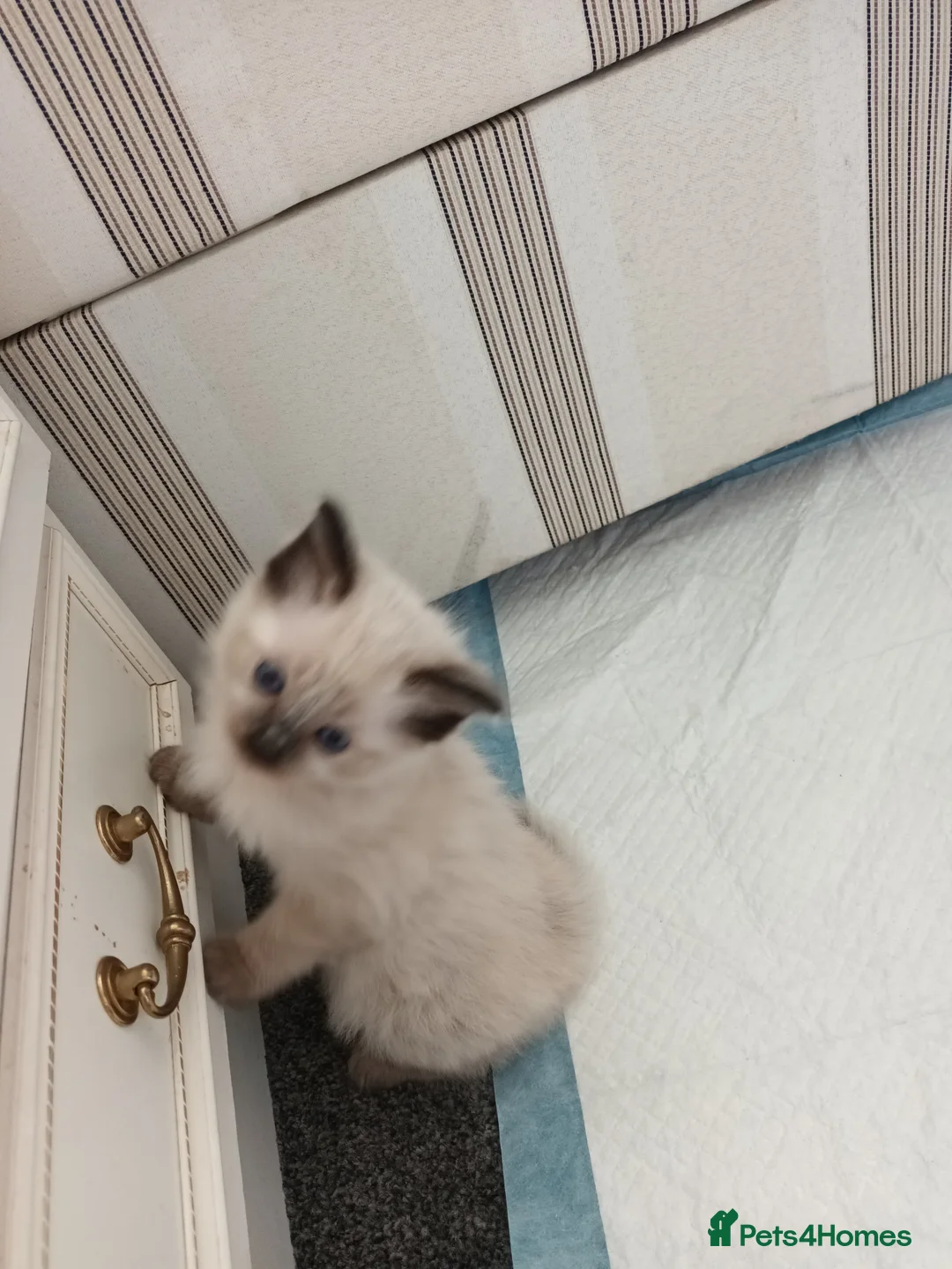 Ragdoll cats for sale: Ragdoll kittens  - Advert 2