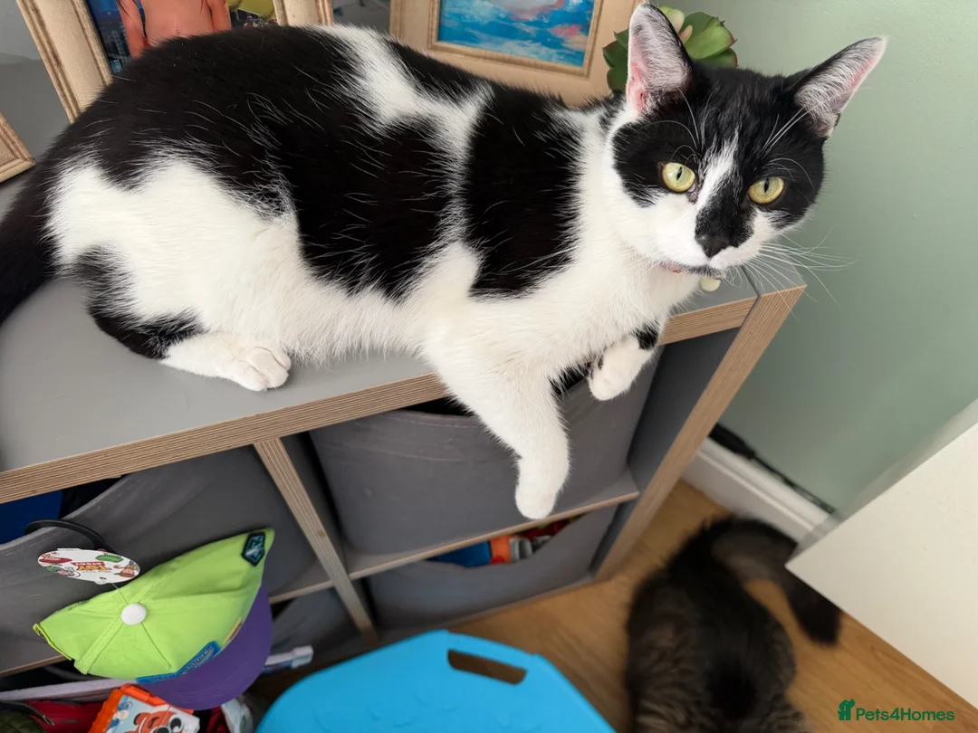 Mixed Breed cats for sale: Maine coon and Bombay and one tabby  in Bridgend - Advert 6