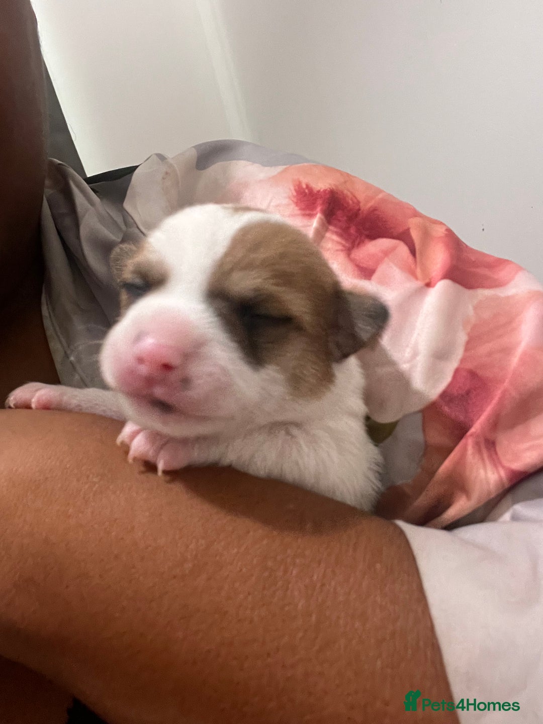 Mixed Breed dogs for sale: 🐾 Loving Homes Wanted for Two Puppies & Dad 🐾 - Image 28