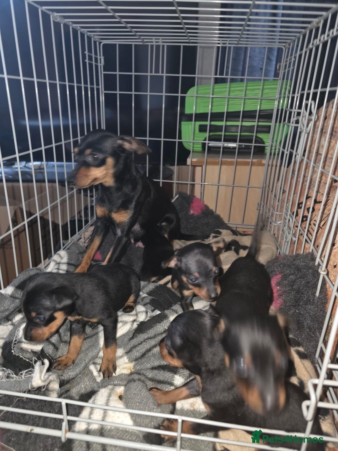 Miniature Pinscher dogs for sale: 5 beautiful miniature pincher pups - Advert 6