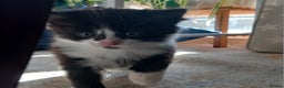 Mixed Breed cats for sale: Kittens available end of January  - Advert 1