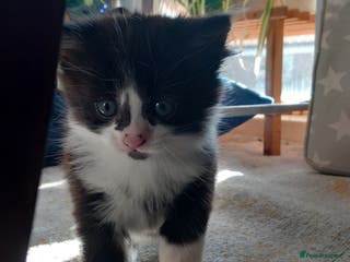 Mixed Breed cats Kittens available end of January - Advert 15