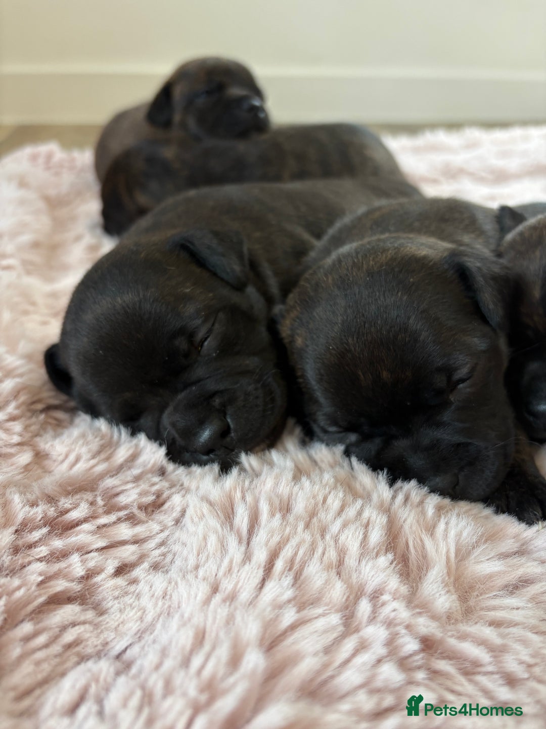 Staffordshire Bull Terrier dogs for sale: KC REGISTERED BRINDLE STAFFORDSHIRE BT PUPPIES - Advert 9