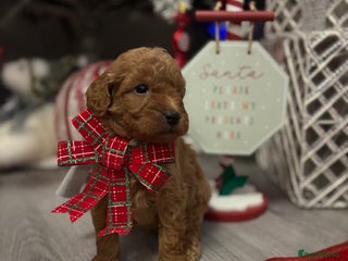 Jackapoo dogs Beautiful litter of 6 F1B Jackapoos - Advert 6