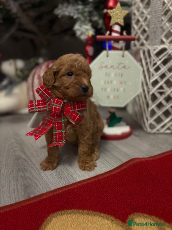 Jackapoo dogs Beautiful litter of 6 F1B Jackapoos - Advert 5