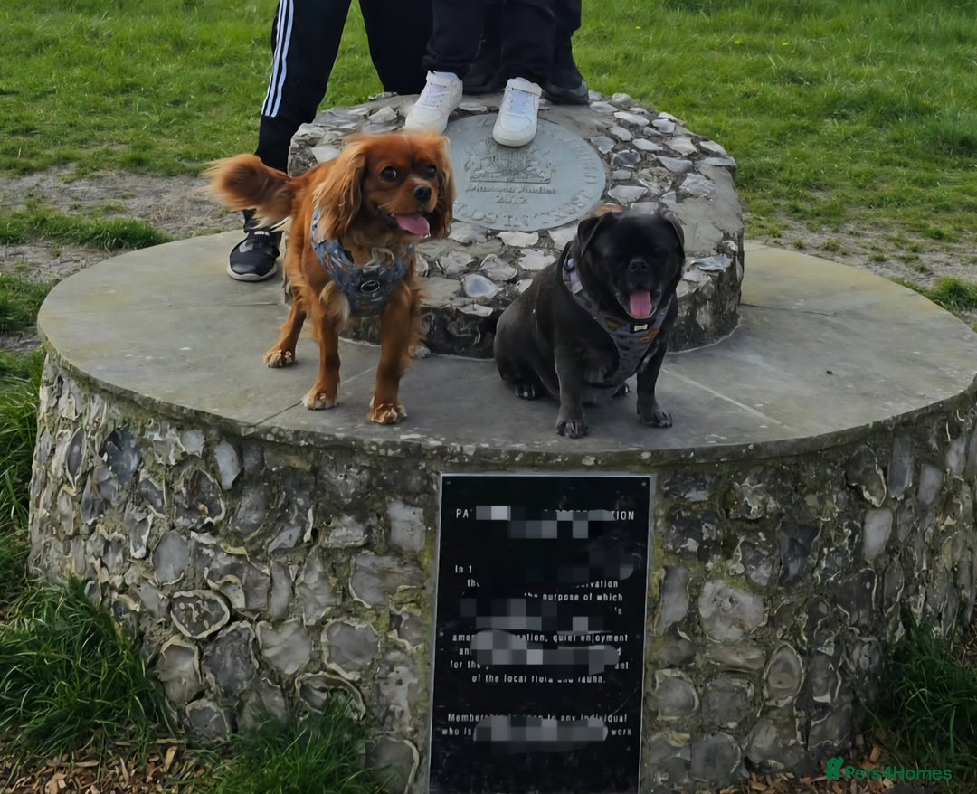 Cavalier King Charles Spaniel dogs for sale: Female Ruby KC Cavalier King Charles Spaniel - Image 3