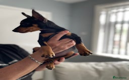 Miniature Pinscher dogs for sale: Beautiful miniature pinscher puppies  in Liverpool - Image 8