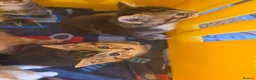 Mixed Breed cats for sale: Little kittens  - Advert 16