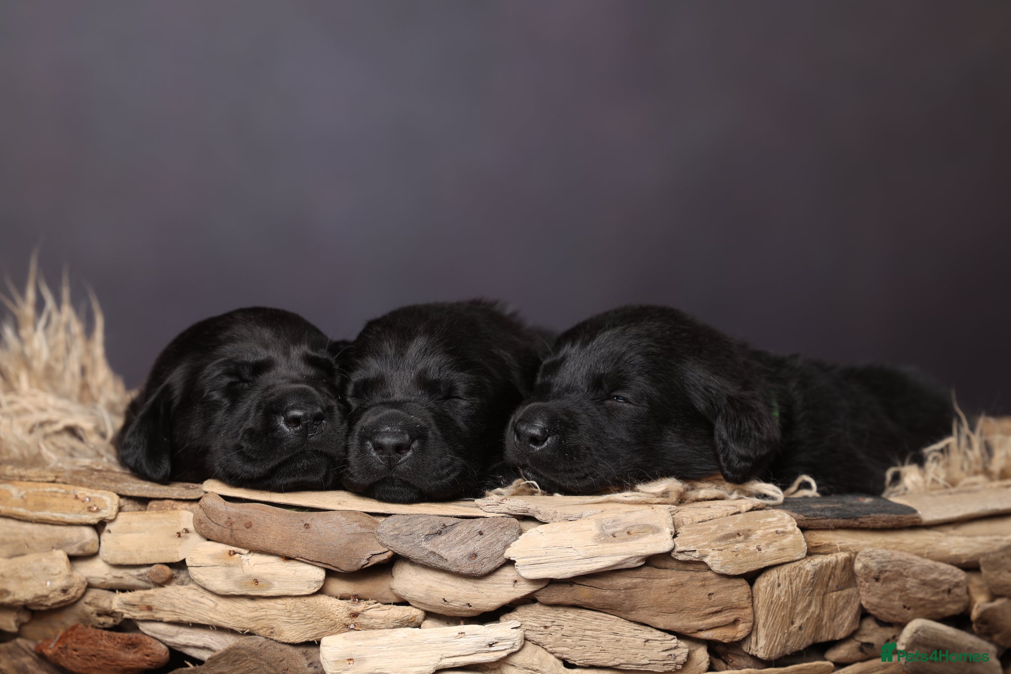 Labrador Retriever dogs HORSLEYFIELD KC reg Black Labrador Dog Puppies - Advert 17