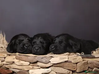 Labrador Retriever dogs HORSLEYFIELD KC reg Black Labrador Dog Puppies - Advert 17