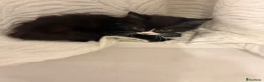Kitten 2