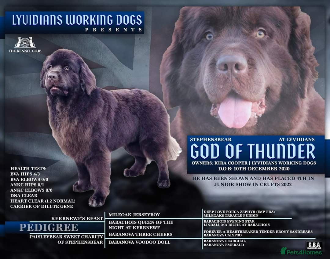 Newfoundland dogs for stud: KC Brown Newfoundland Stud - Advert 1