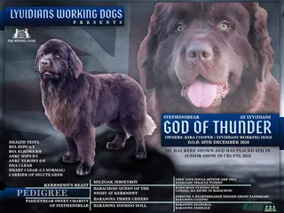 Newfoundland dogs KC Brown Newfoundland Stud - Advert 20
