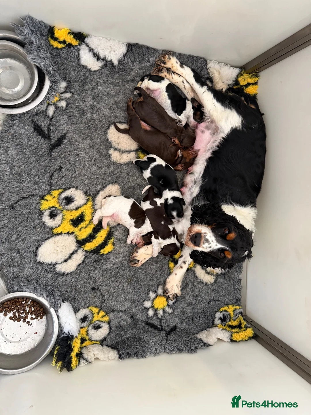 Cocker Spaniel dogs for sale: Stunning show type Cocker spaniel puppies  - Advert 1