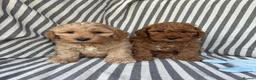 Cavapoo dogs for sale: Stunning Fully-Health-Tested F2 Cavapoo Puppies❤️ - Advert 21