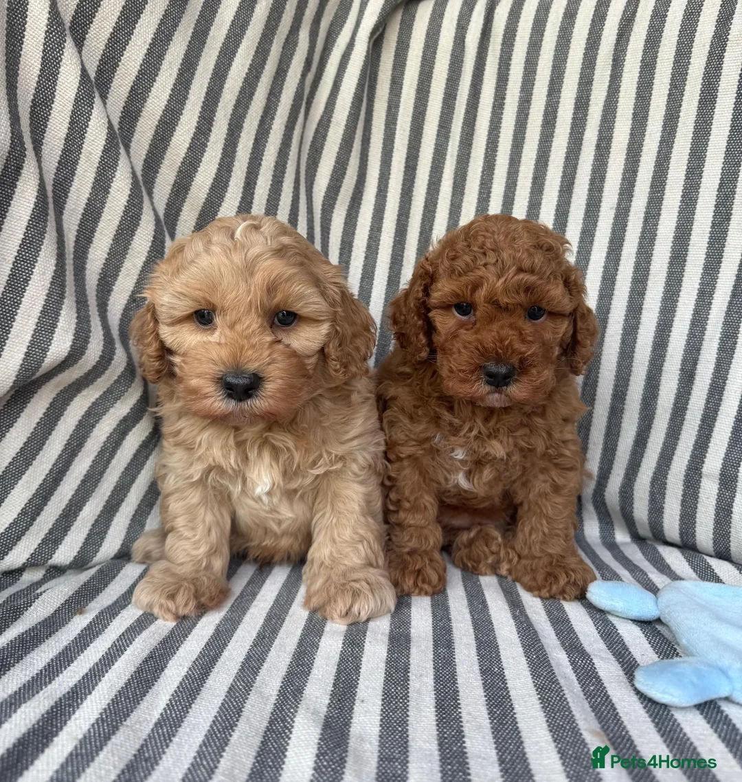 Cavapoo dogs for sale: Stunning Fully-Health-Tested F2 Cavapoo Puppies❤️ - Advert 21