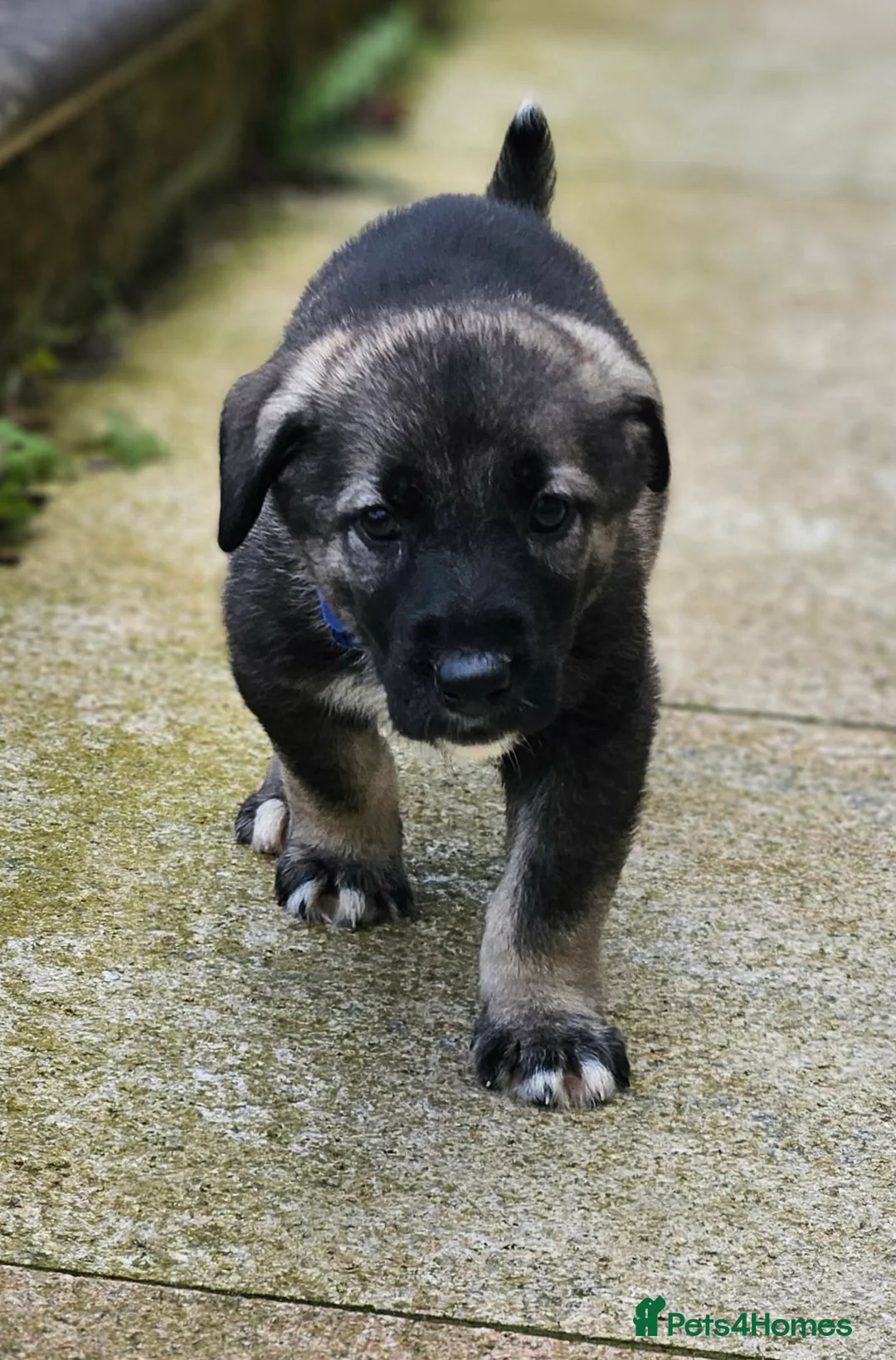Mixed Breed dogs for sale: Beautiful german shepherd&kangal puppies - Advert 1