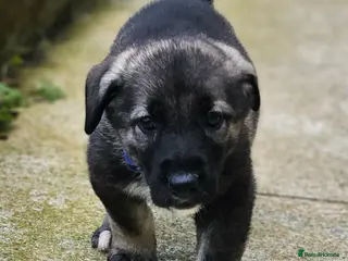 Mixed Breed dogs Beautiful german shepherd&kangal puppies - Advert 1