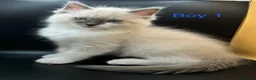Ragdoll cats for sale: Beautiful Ragdoll Kittens – 3 Girls & 2 Boys  - Advert 7
