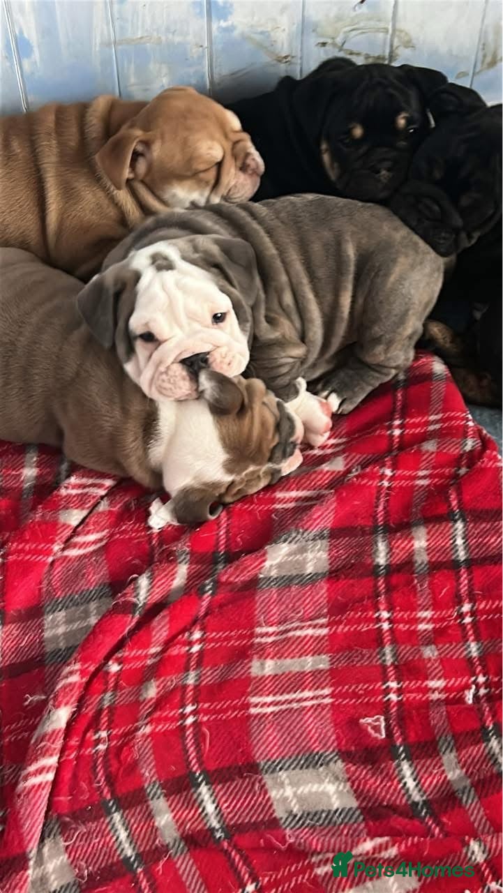 English Bulldog dogs Stunning English bulldog puppies  - Advert 5