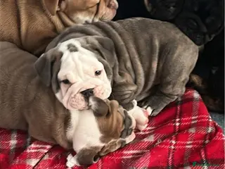 English Bulldog dogs Stunning English bulldog puppies - Advert 5