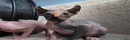 Mixed Breed cats for sale: Beautiful Female Kitten – Sphynx x Devon Rex Cross - Advert 7