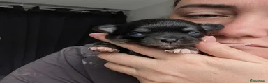 Chihuahua 3