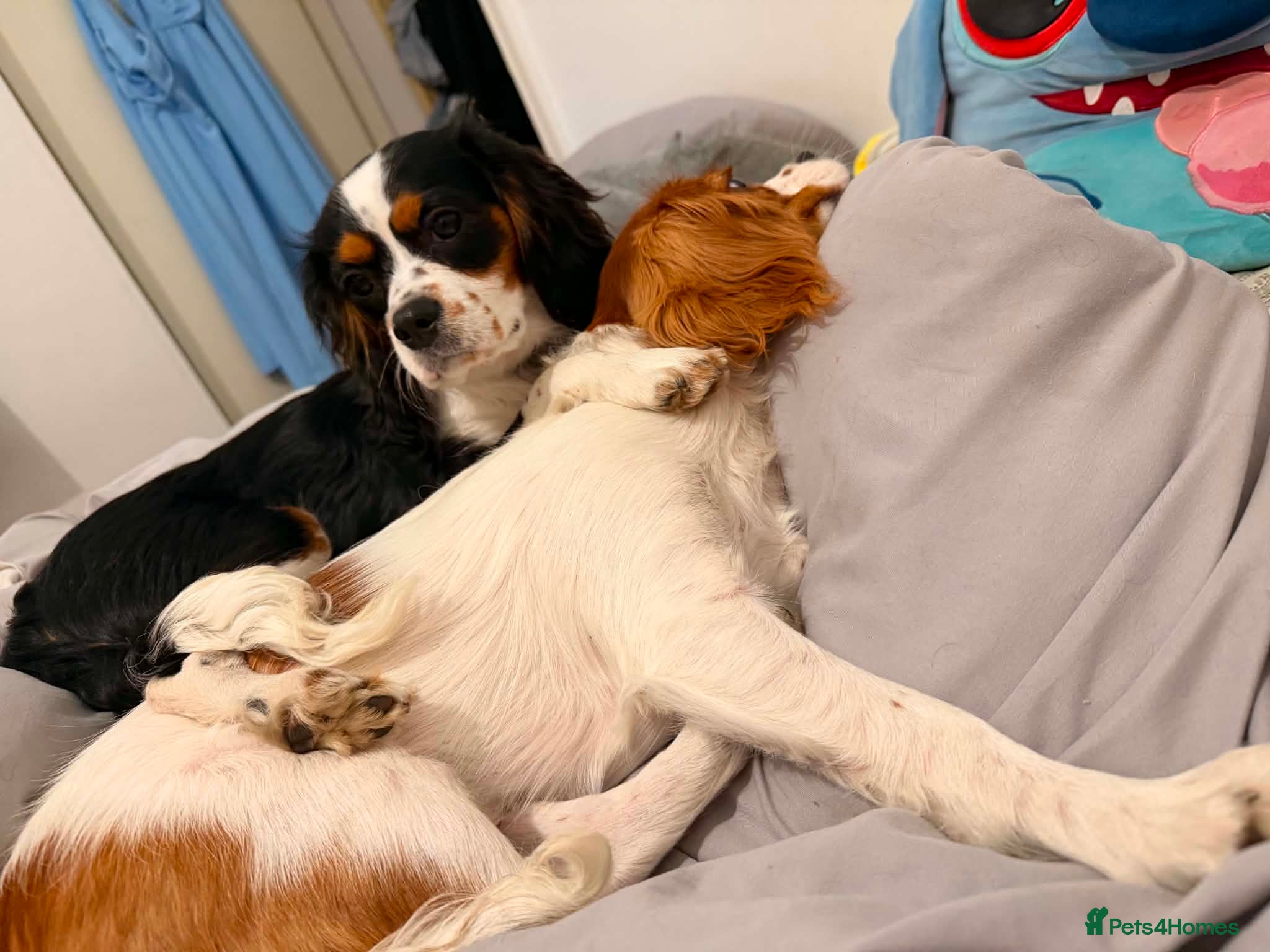 Cavalier King Charles Spaniel dogs Cavalier Brothers Looking for a New Home - Advert 1