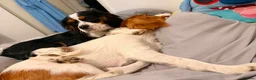Cavalier King Charles Spaniel dogs for sale: Cavalier Brothers Looking for a New Home - Advert 1