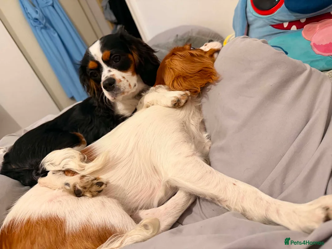 Cavalier King Charles Spaniel dogs for sale: Cavalier Brothers Looking for a New Home - Advert 1