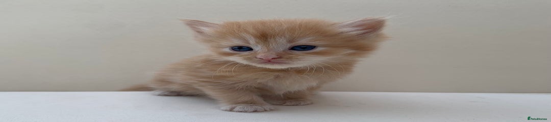 Mixed Breed Kitten 5