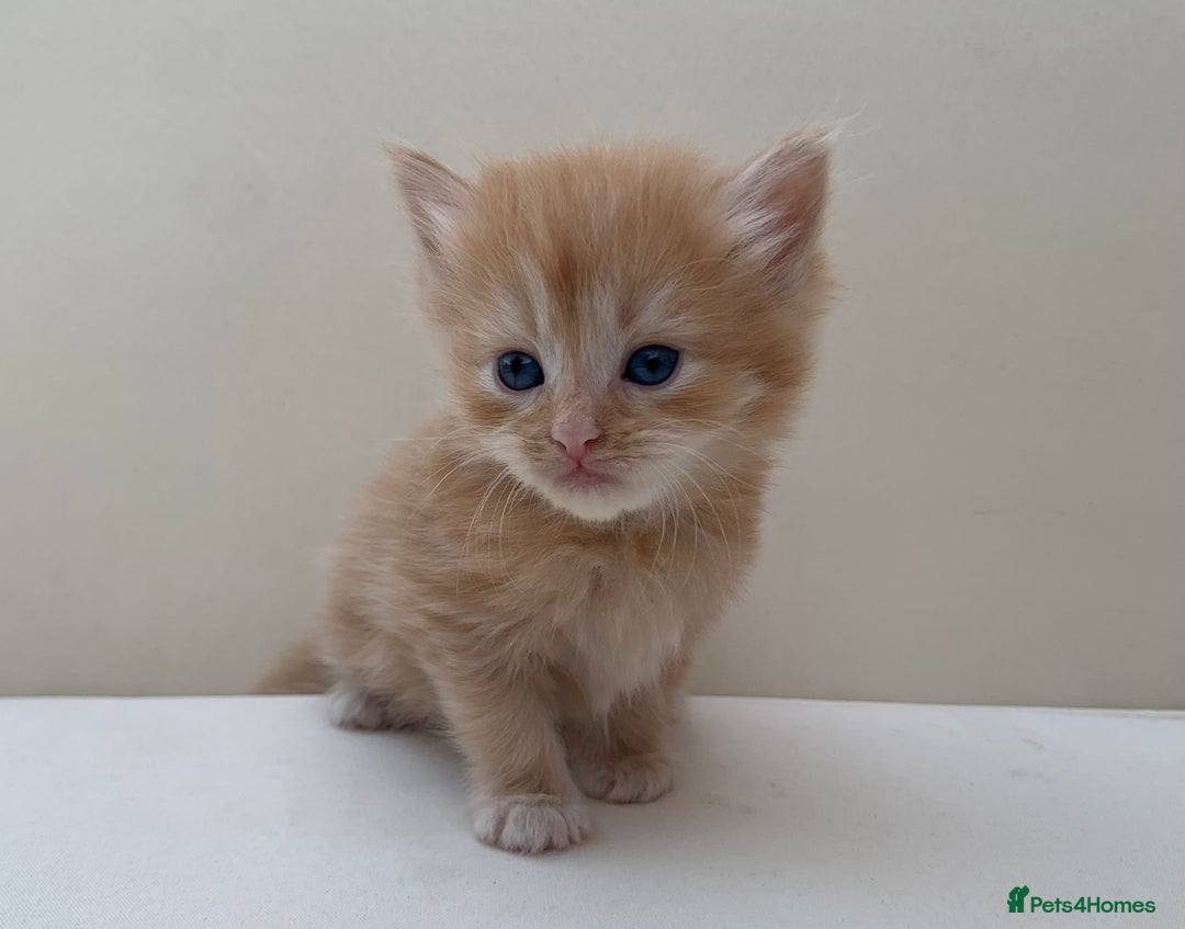 Mixed Breed cats for sale: Gorgeous Siberian Neva Masquerade Cross Kittens! - Image 10