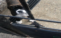 Boxer dogs for sale: Brindle/white boxer girl  - Image 5