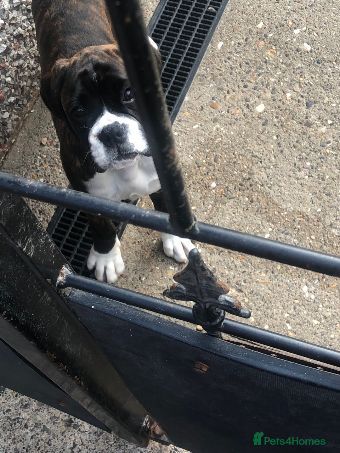 Boxer dogs for sale: Brindle/white boxer girl  - Image 5