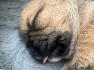 Mixed Breed dogs Shih tzu x patterdale puppies - Advert 10