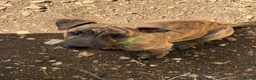 Lurcher dogs for sale: Stunning Brindle Lurcher Puppies  - Advert 4