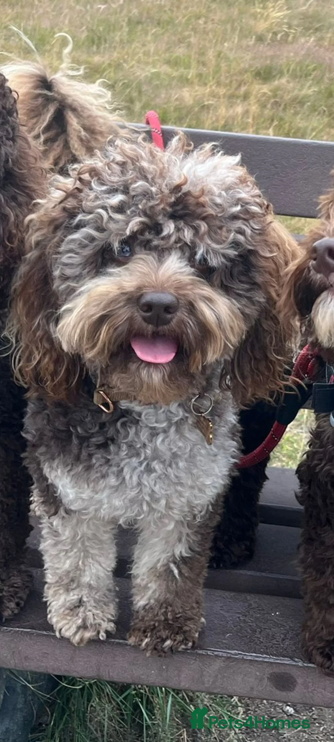 Toy Poodle dogs for stud: Cockapoo stud chocolate merle  - Advert 4
