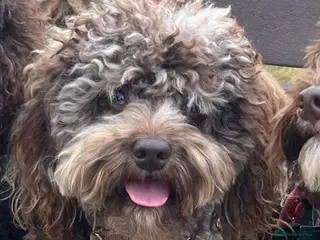 Toy Poodle dogs Cockapoo stud chocolate merle - Advert 3