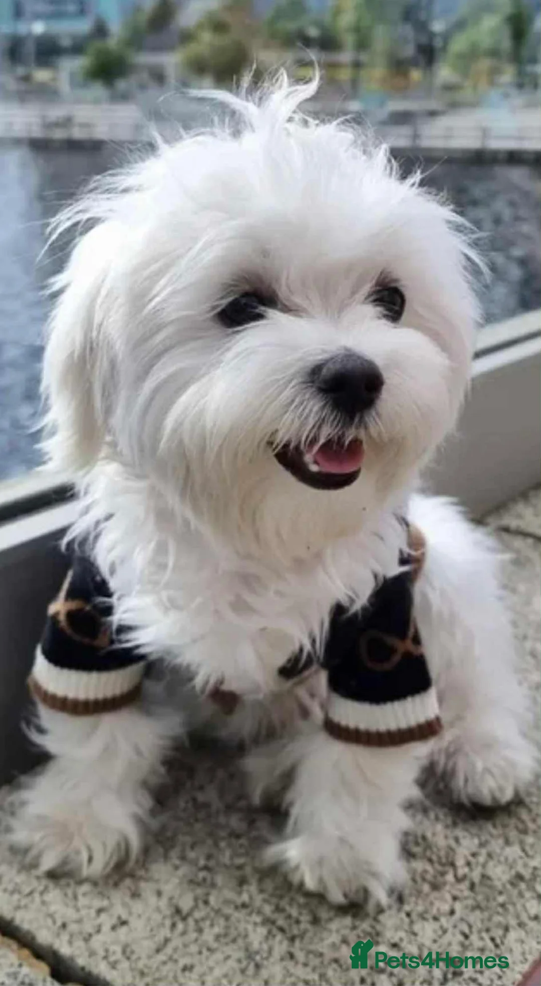 Maltese dogs for sale: Korean maltase puppies for sale  - Advert 2