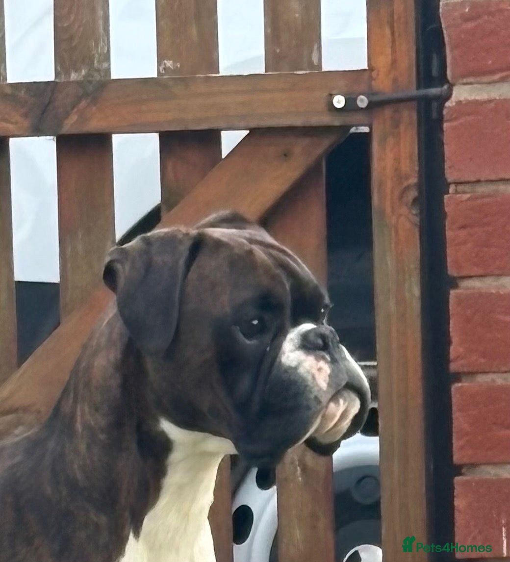 Boxer dogs Male Boxer - Advert 1