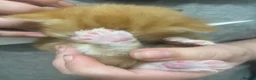 British Longhair cats for sale: Kittens in Wednesbury - Advert 12
