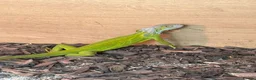 Iguana reptiles for sale: Baby lime green hypo iguana  - Advert 2