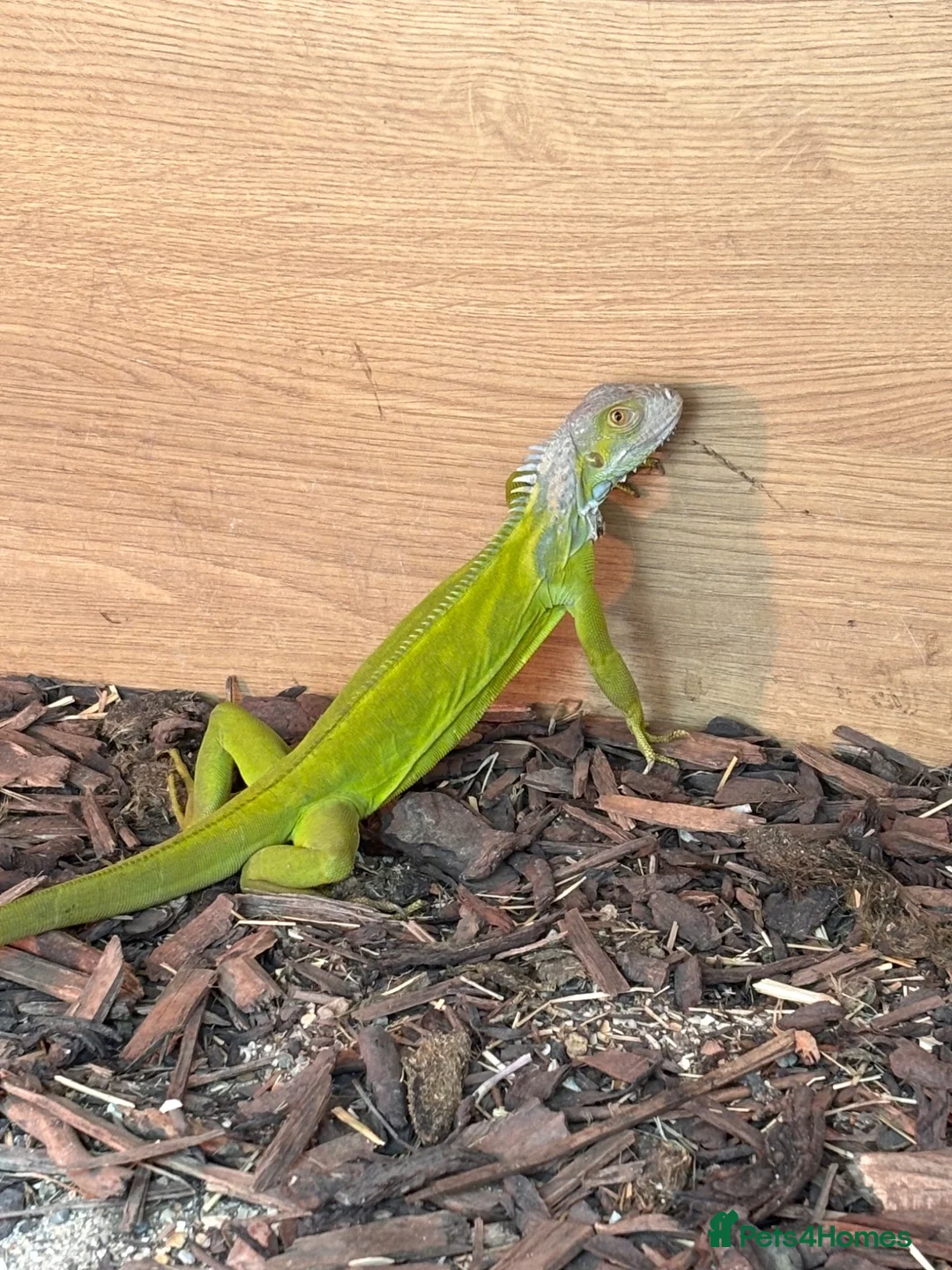Iguana reptiles for sale: Baby lime green hypo iguana  - Advert 2