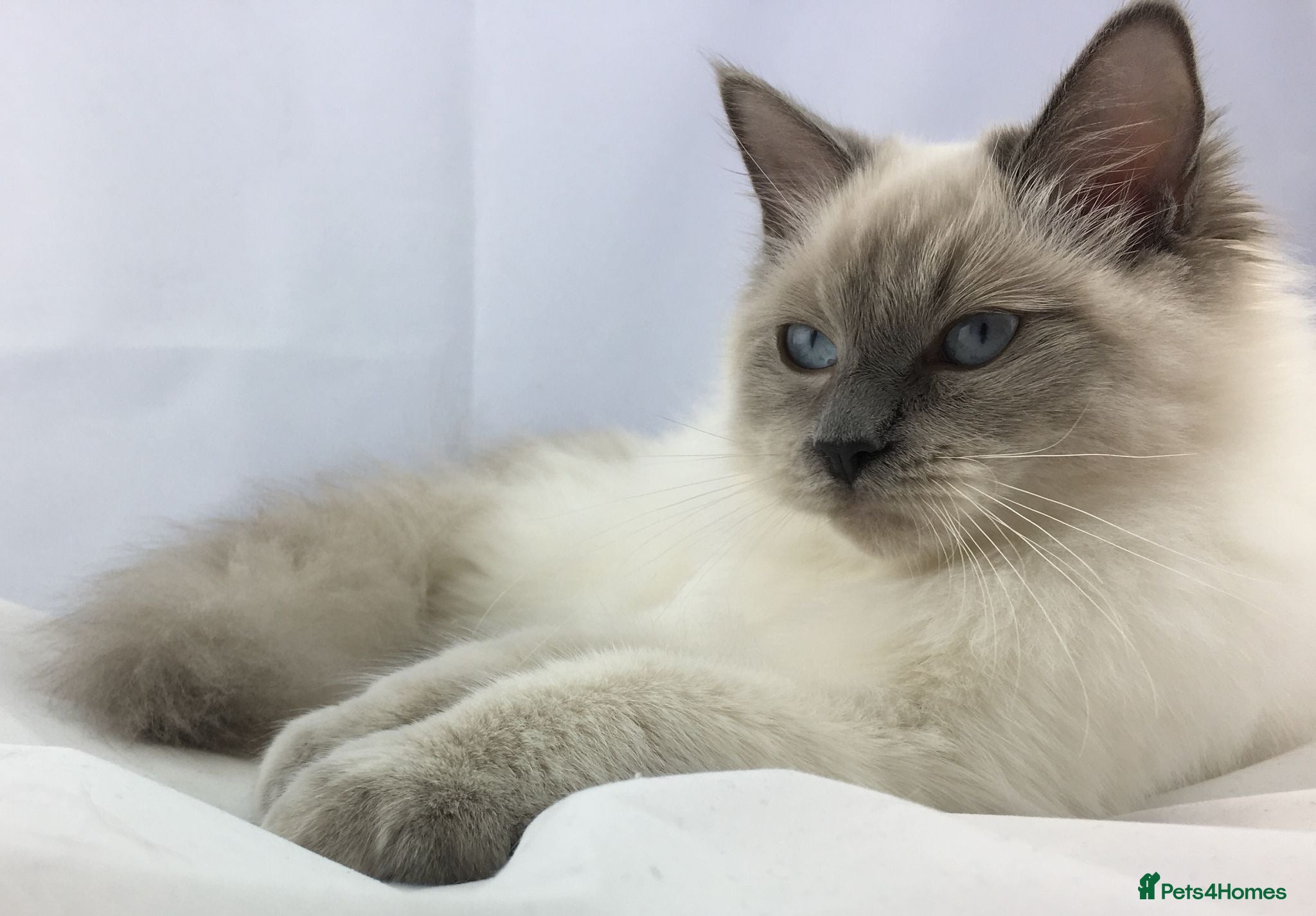 Ragdoll cats Active Ragdoll Queens  - Advert 13