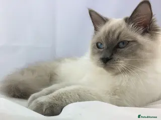 Ragdoll cats Active Ragdoll Queens - Advert 13