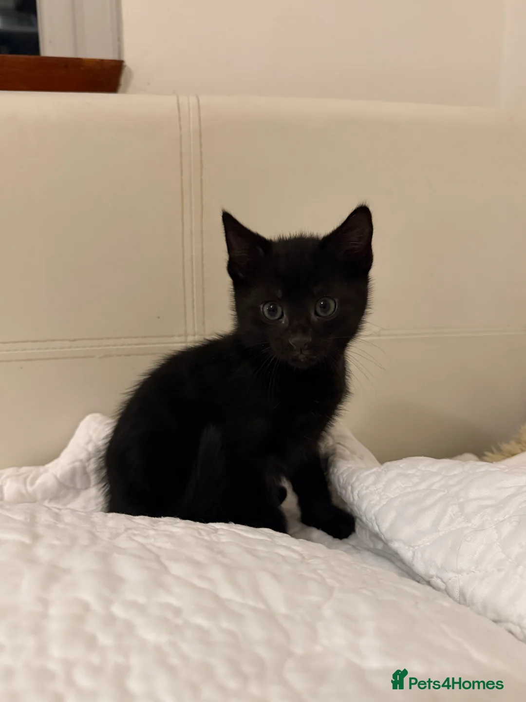 Domestic Shorthair cats for sale: Sister Kittens Looking for a Loving Home Together - Advert 1