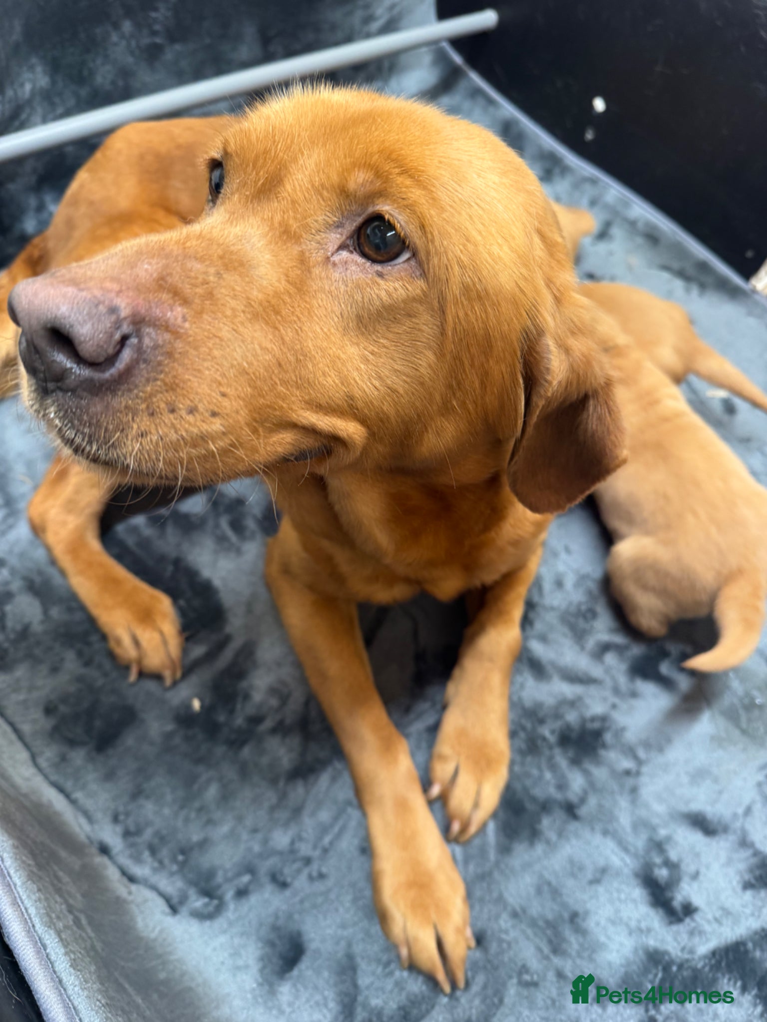 Goldador dogs Fox Red Golden Retriever X Labrador pups 🧡 - Advert 2